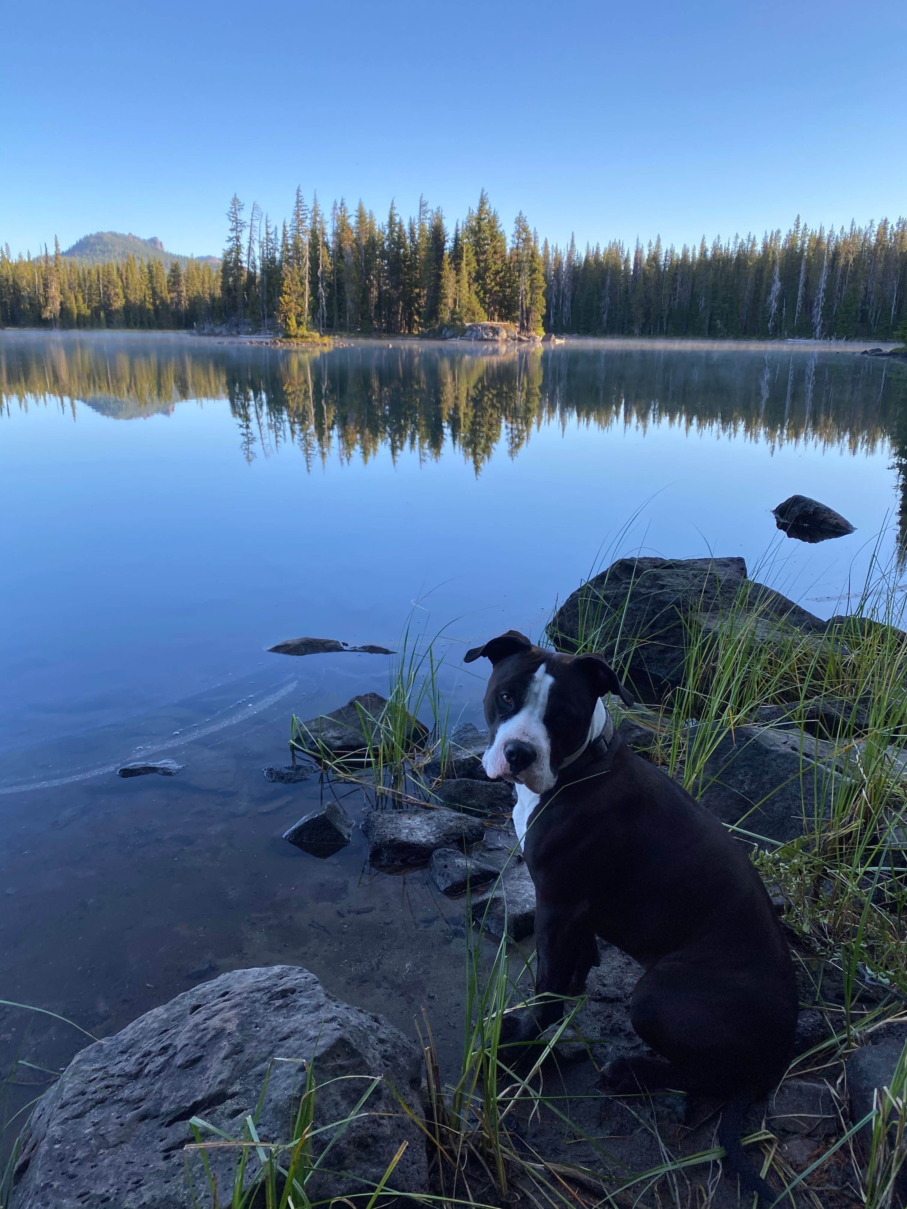 Rachel S.'s photo of camping with pets at Irish & Taylor Lakes near Oakridge, OR