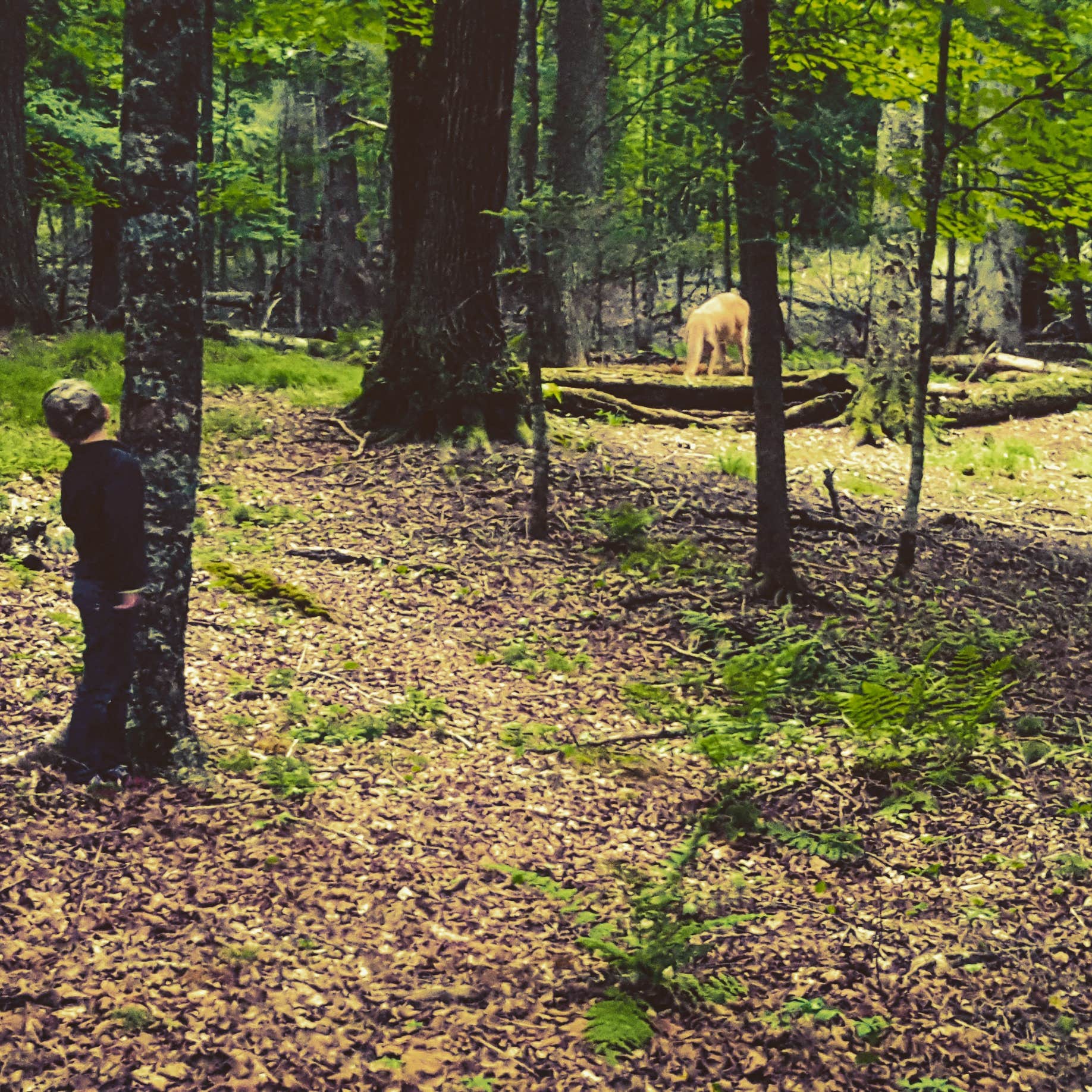 Camper submitted image from Sylvania (clark Lake) Campground - 4