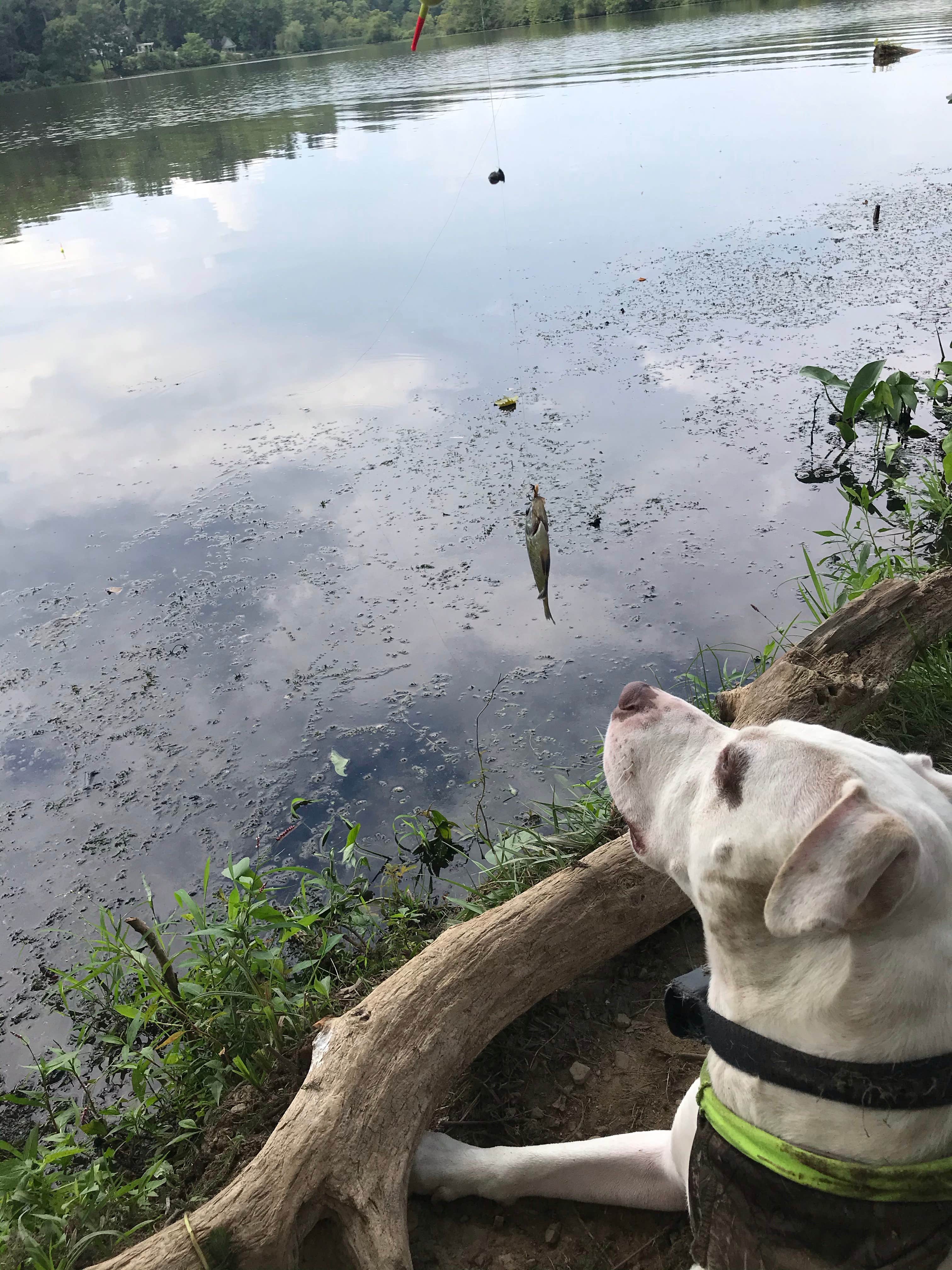 Camper submitted image from Cj Brown Dam and Reservoir - Dam Site (OH) - 3