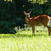 Review photo of Horine Reservation Camping at Jefferson County Memorial Forest by Mike G., September 6, 2020