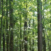 Review photo of Horine Reservation Camping at Jefferson County Memorial Forest by Mike G., September 6, 2020