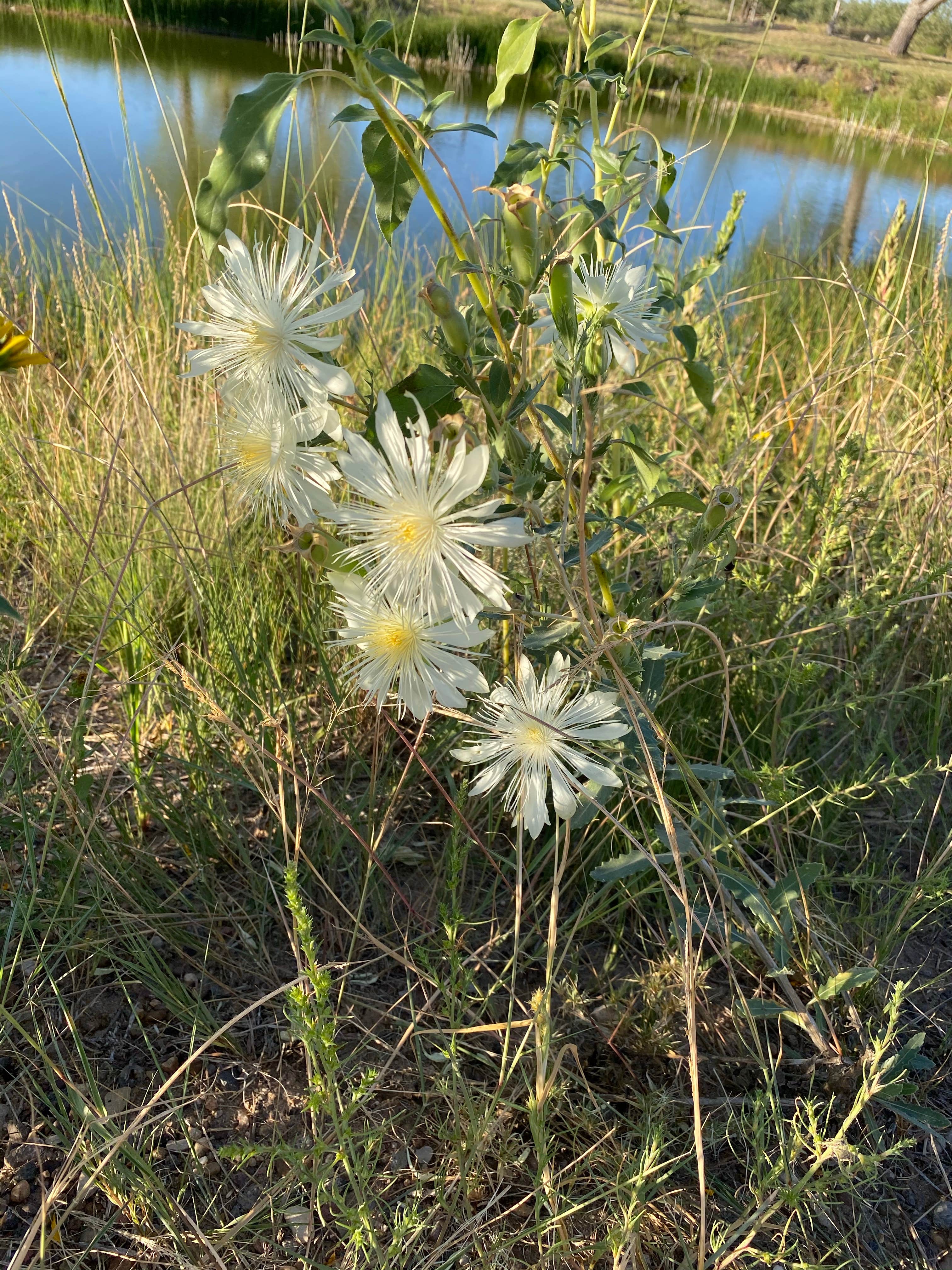 Clayton Lake State Park Cove