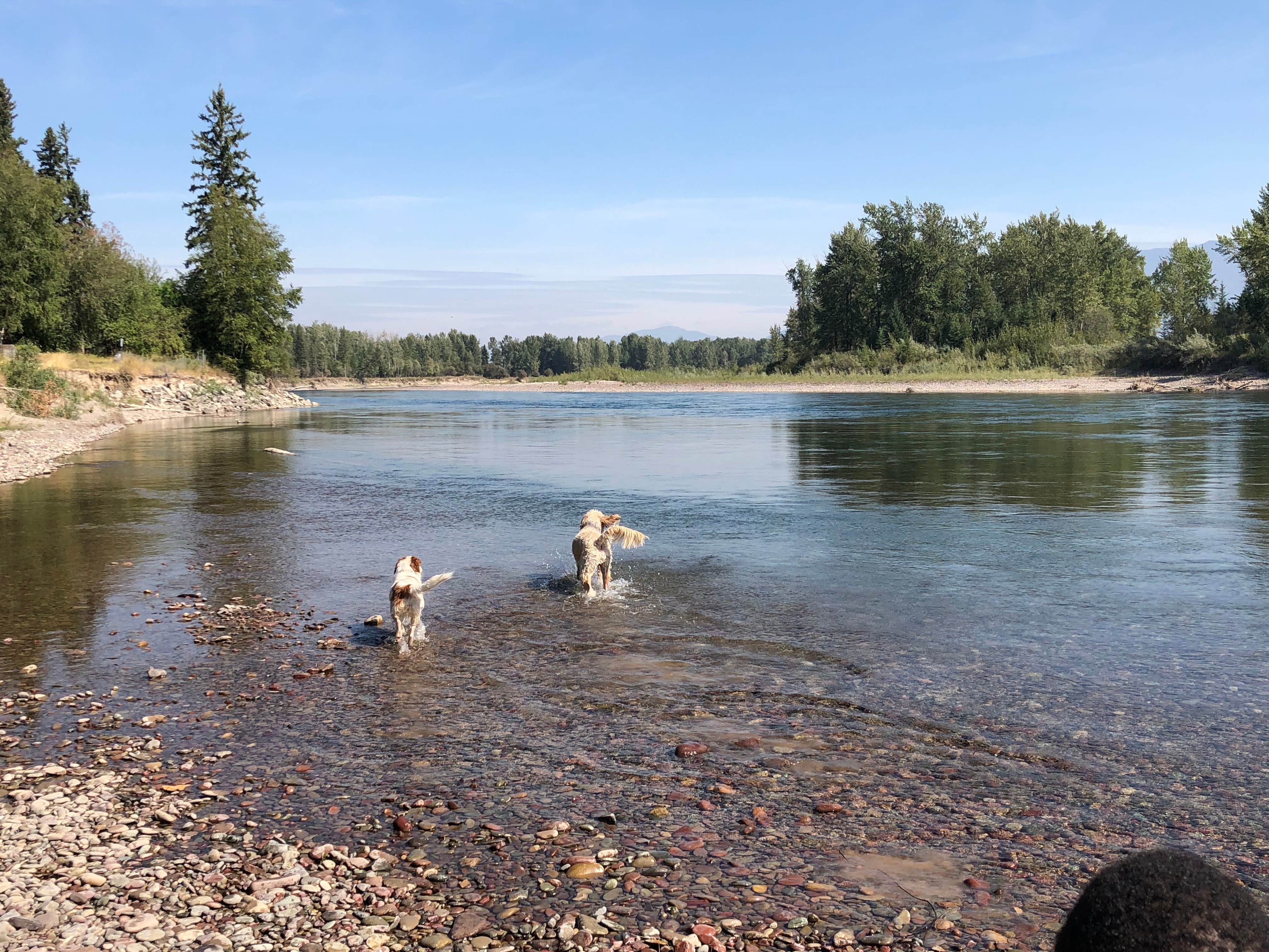 Lynn A.'s photo of camping with pets at Spruce Park On The River near Whitefish, MT