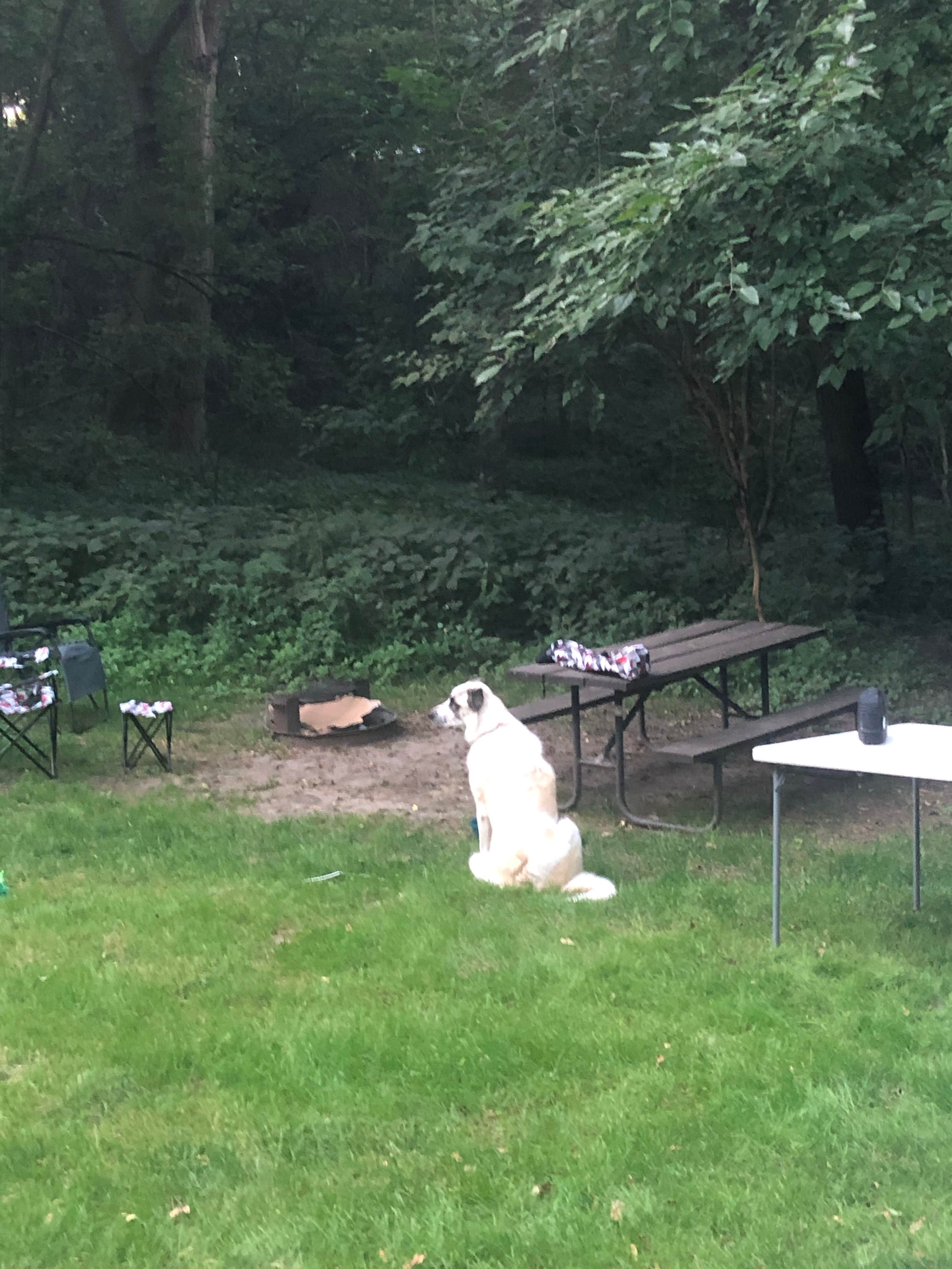 Kirsten's photo of camping with pets at Riverfront Campground — Ponca State Park near Beresford, SD