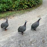 Review photo of Blue Ridge Motorcycle Campground - TEMPORARILY CLOSED by Dakota R., September 7, 2020