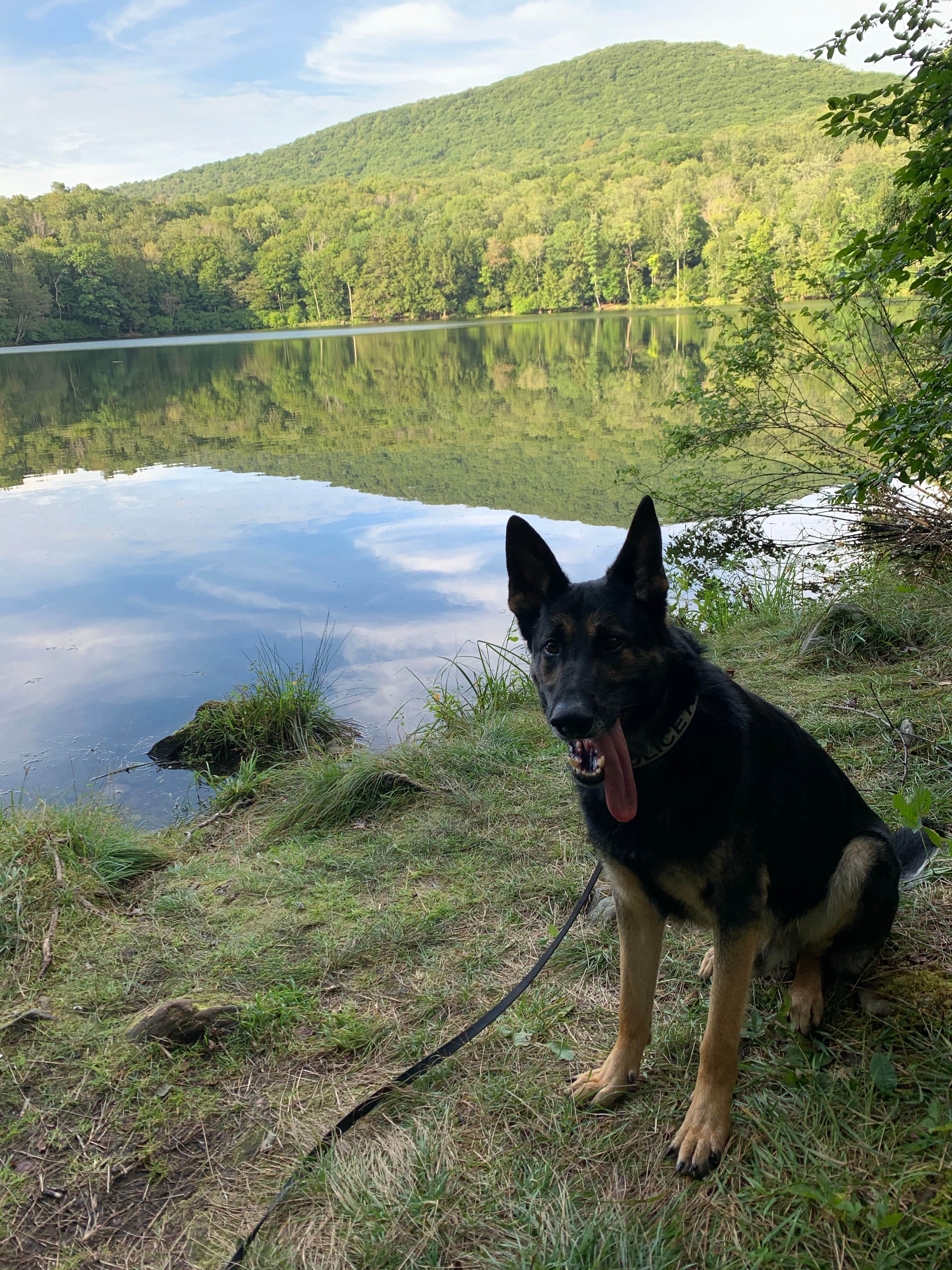 Mike C.'s photo of camping with pets at Little Pond Campground near Long Eddy, NY