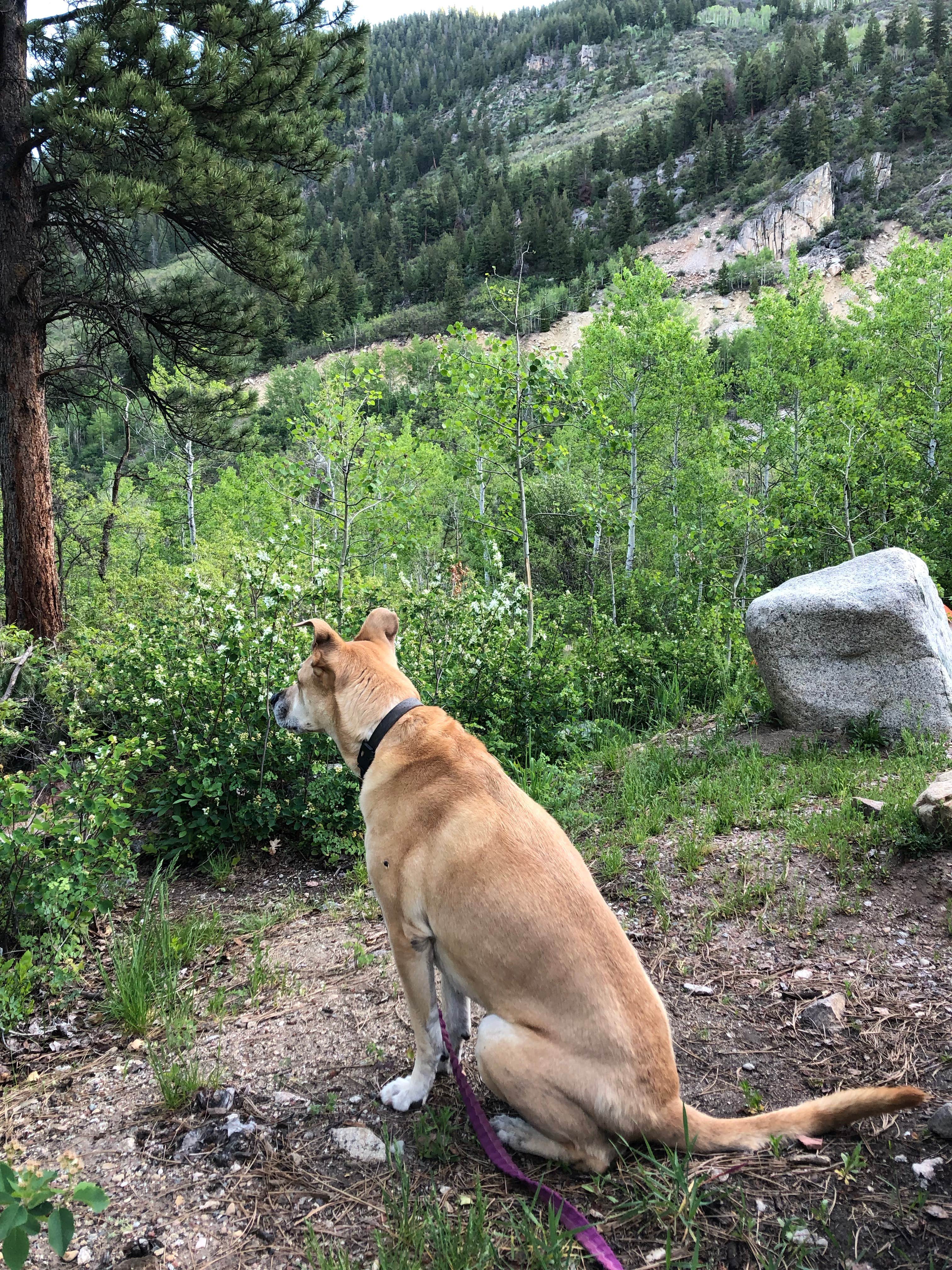 Erik S.'s photo of camping with pets at Difficult Campground near Crested Butte, CO