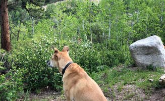 Erik S.'s photo of camping with pets at Difficult Campground near Meredith, CO