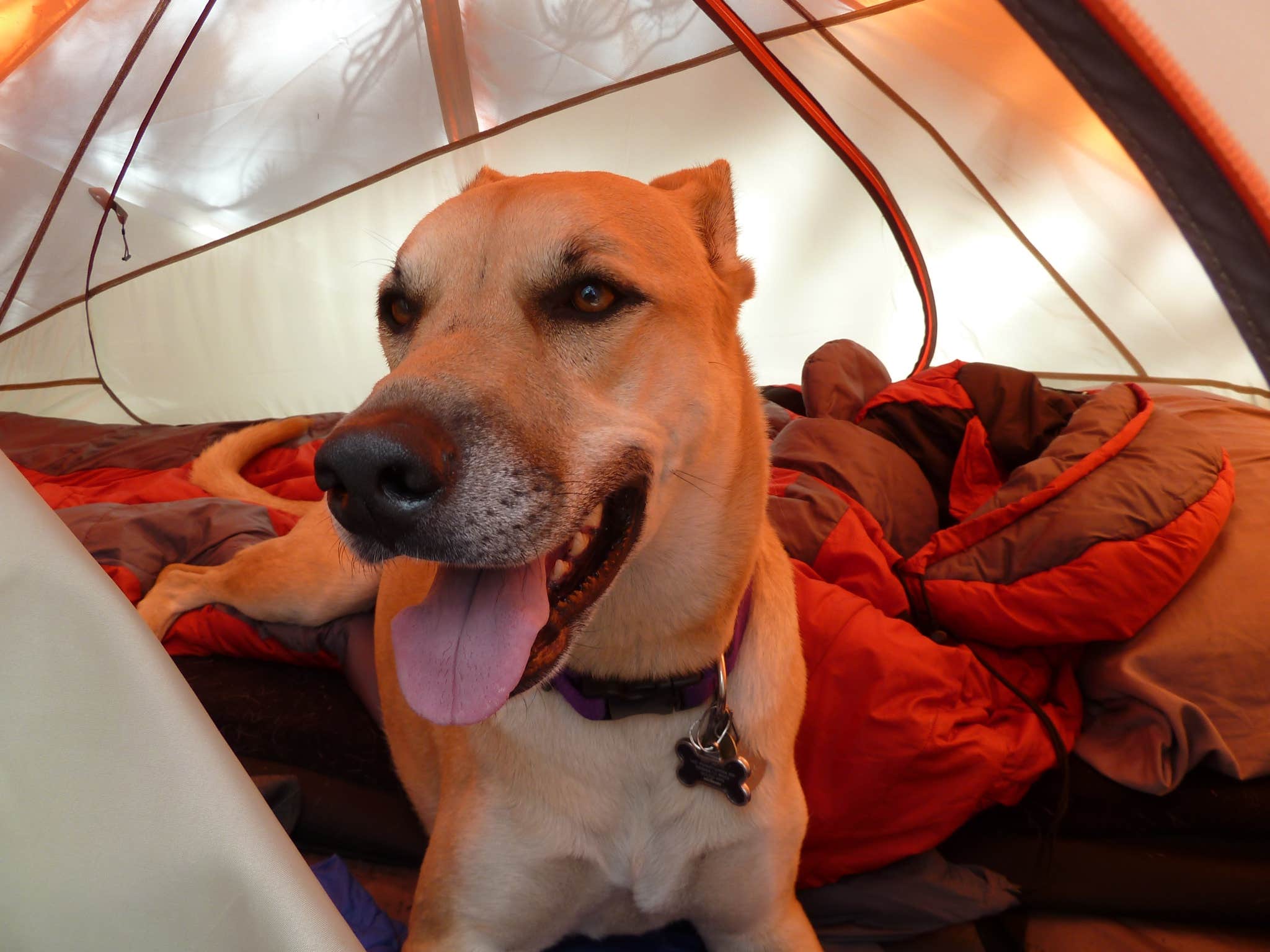 Erik S.'s photo of camping with pets at Rampart Range Recreation Area near Watkins, CO