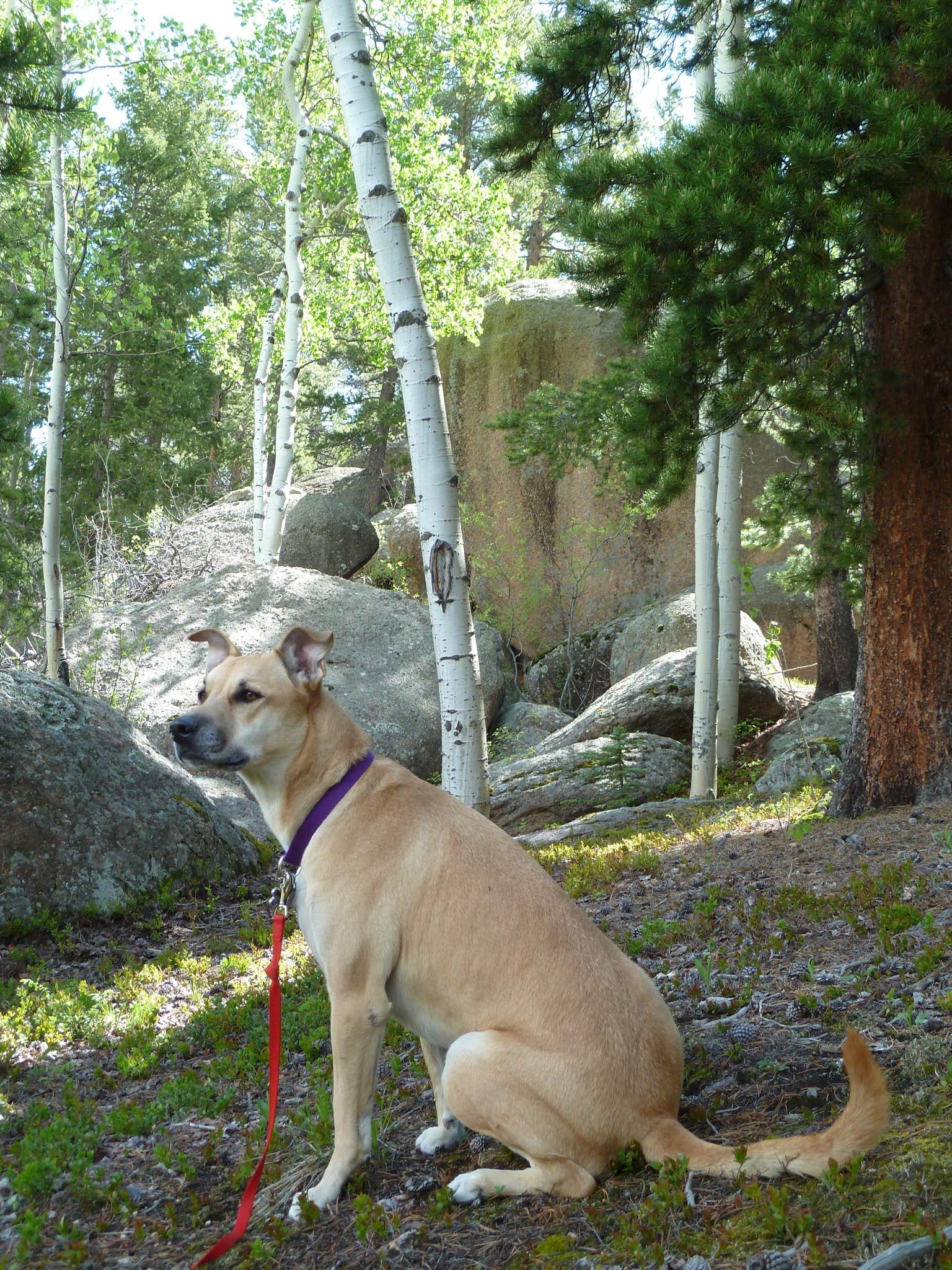 Erik S.'s photo of camping with pets at Rampart Range Recreation Area near Cimarron, CO