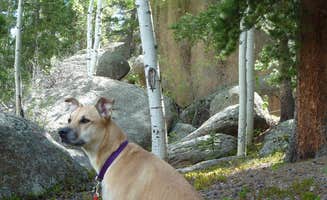 Erik S.'s photo of camping with pets at Rampart Range Recreation Area near Parker, CO