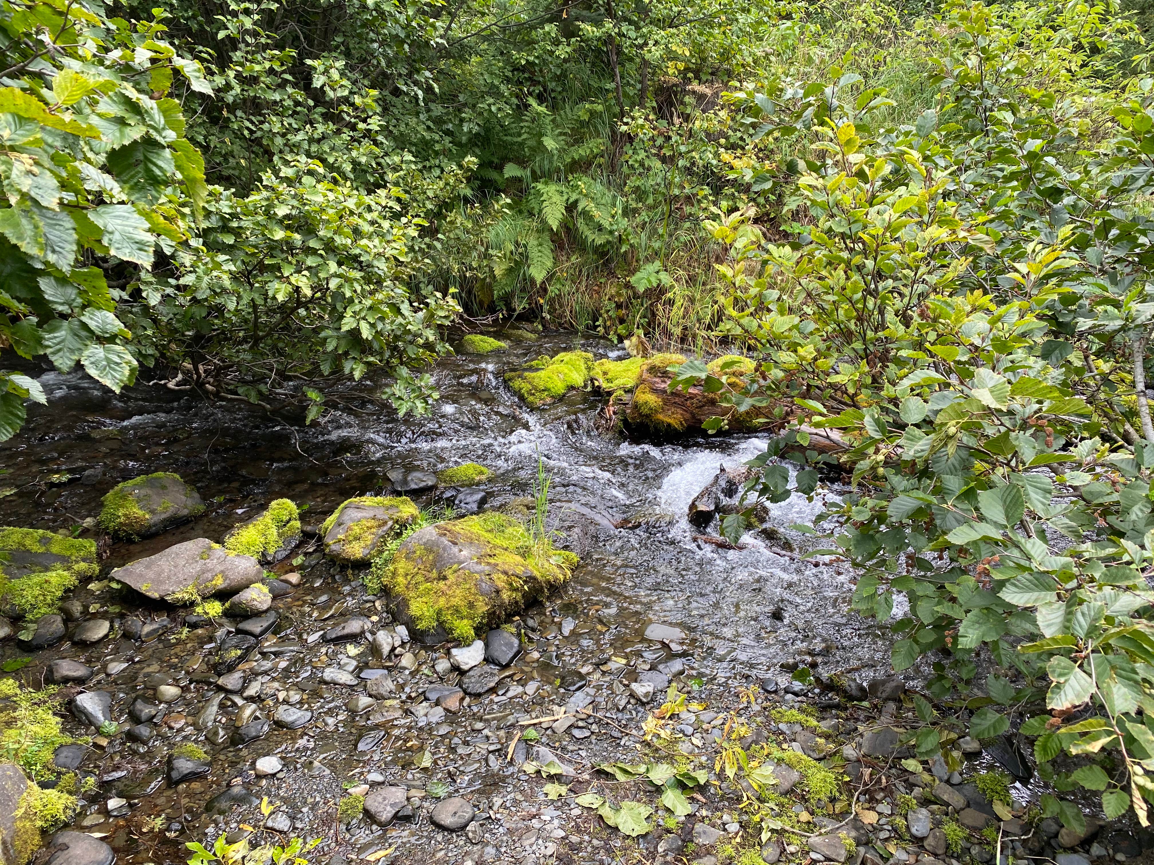 Camper submitted image from Coeur D'Alene Campground - 5