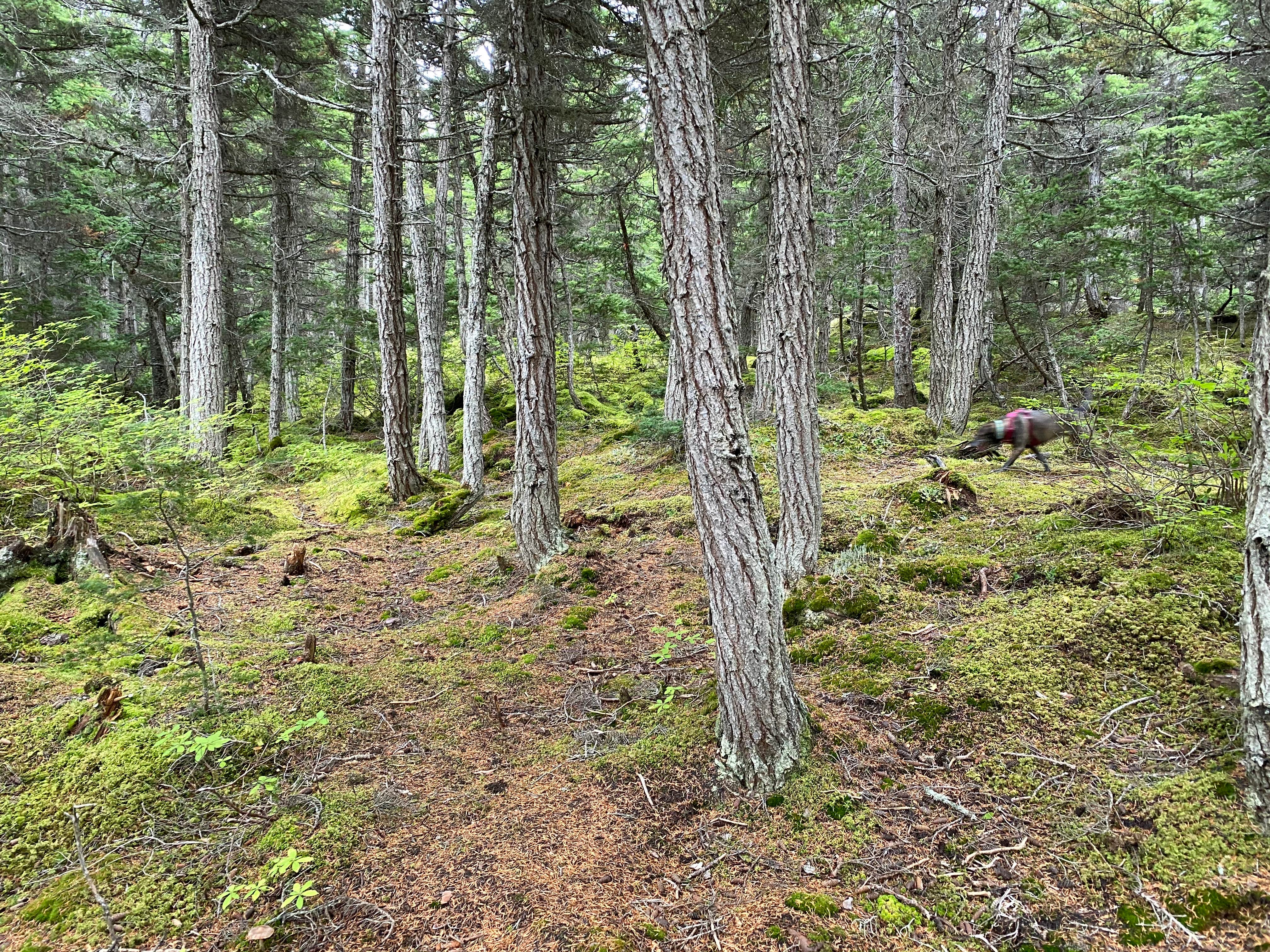 Camper-submitted photo at Coeur D'Alene Campground near Anchorage, AK