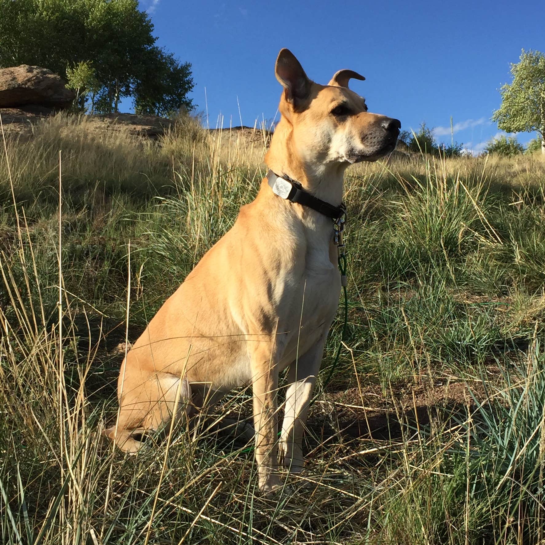 Erik S.'s photo of camping with pets at Stoll Mountain Campground — Eleven Mile State Park near Guffey, CO