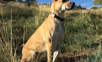 Erik S.'s photo of camping with pets at Stoll Mountain Campground — Eleven Mile State Park near Guffey, CO