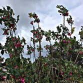 Review photo of San Mateo Campground — San Onofre State Beach by Chanel C., May 14, 2018