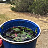 Review photo of San Mateo Campground — San Onofre State Beach by Chanel C., May 14, 2018
