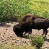 Review photo of Stockade North Campground — Custer State Park by Shelley , September 7, 2020