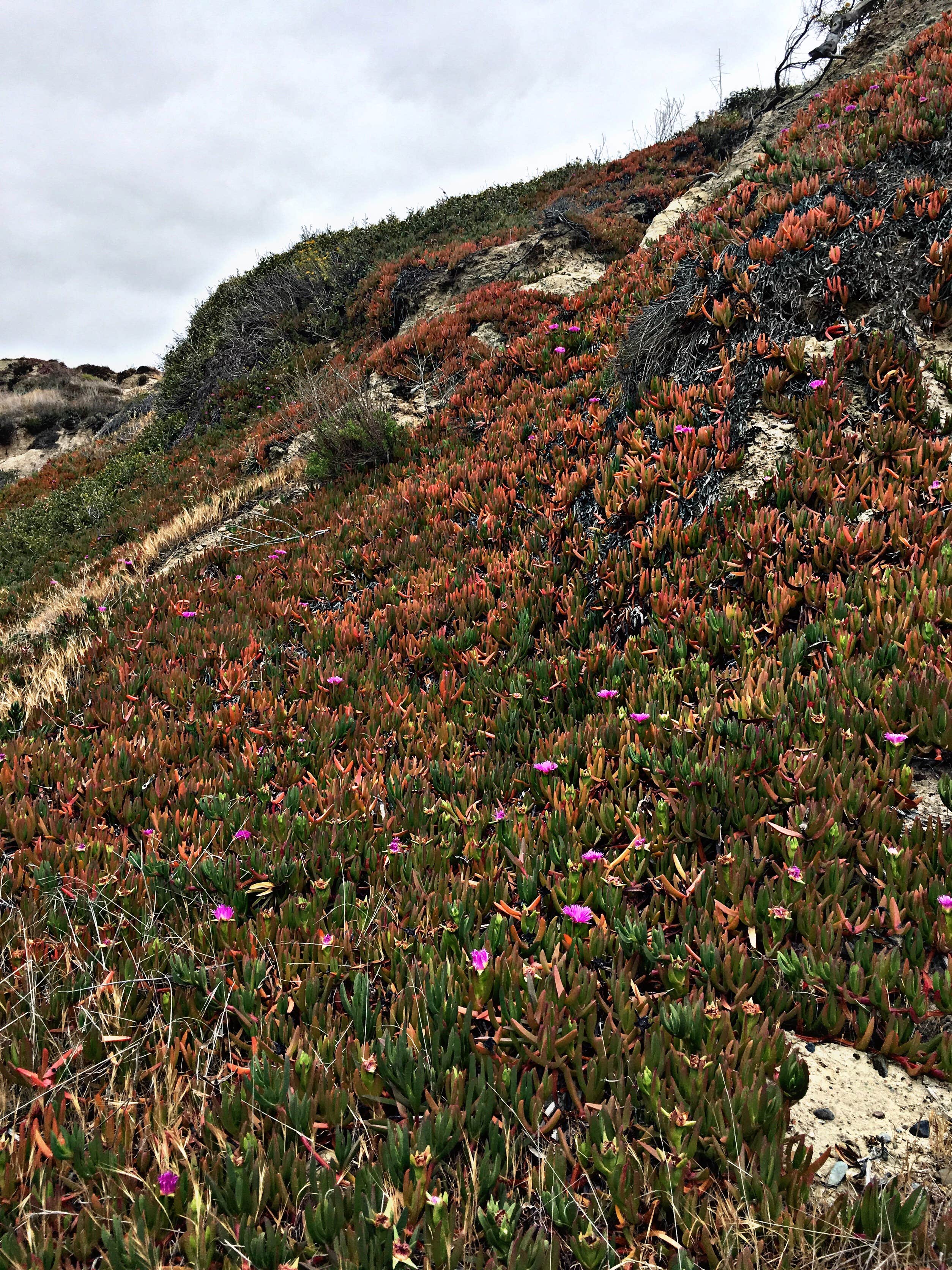 Camper-submitted photo at San Mateo Campground — San Onofre State Beach near Quail Valley, CA