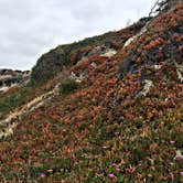 Review photo of San Mateo Campground — San Onofre State Beach by Chanel C., May 14, 2018