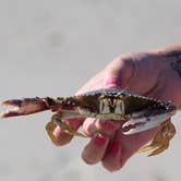 Review photo of Ocracoke Campground — Cape Hatteras National Seashore by Casey S., September 7, 2020