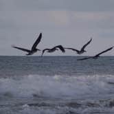 Review photo of Ocracoke Campground — Cape Hatteras National Seashore by Casey S., September 7, 2020