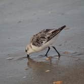 Review photo of Ocracoke Campground — Cape Hatteras National Seashore by Casey S., September 7, 2020