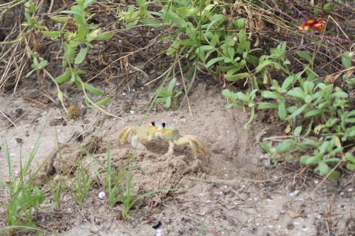 Casey S.'s photo of camping with pets at Ocracoke Campground — Cape Hatteras National Seashore near Ocracoke, NC