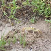 Review photo of Ocracoke Campground — Cape Hatteras National Seashore by Casey S., September 7, 2020