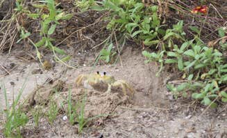 Casey S.'s photo of camping with pets at Ocracoke Campground — Cape Hatteras National Seashore near Harkers Island, NC