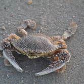 Review photo of Ocracoke Campground — Cape Hatteras National Seashore by Casey S., September 7, 2020