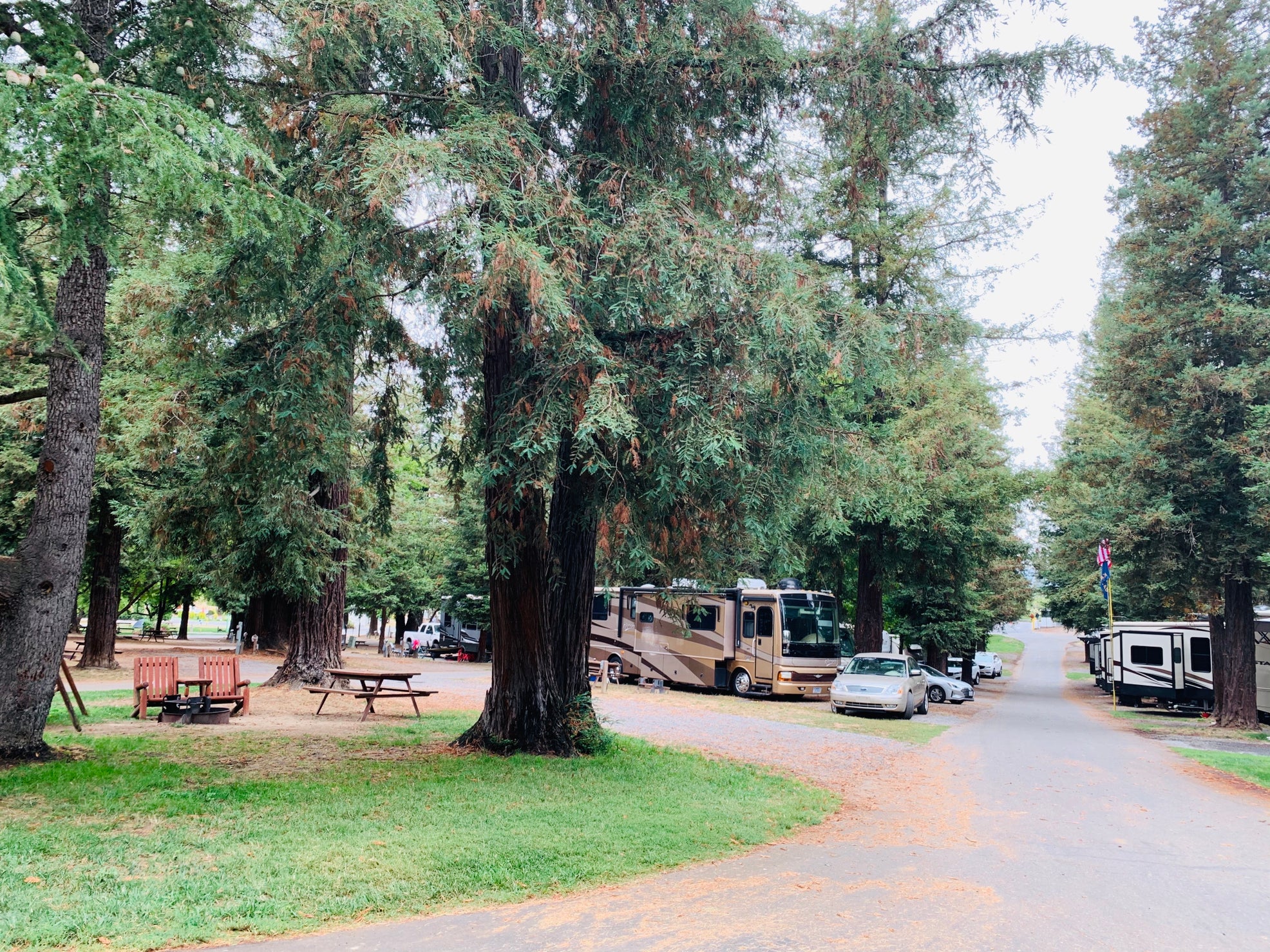 Campers and picnic tables among redwood trees at North-Petaluma KOA