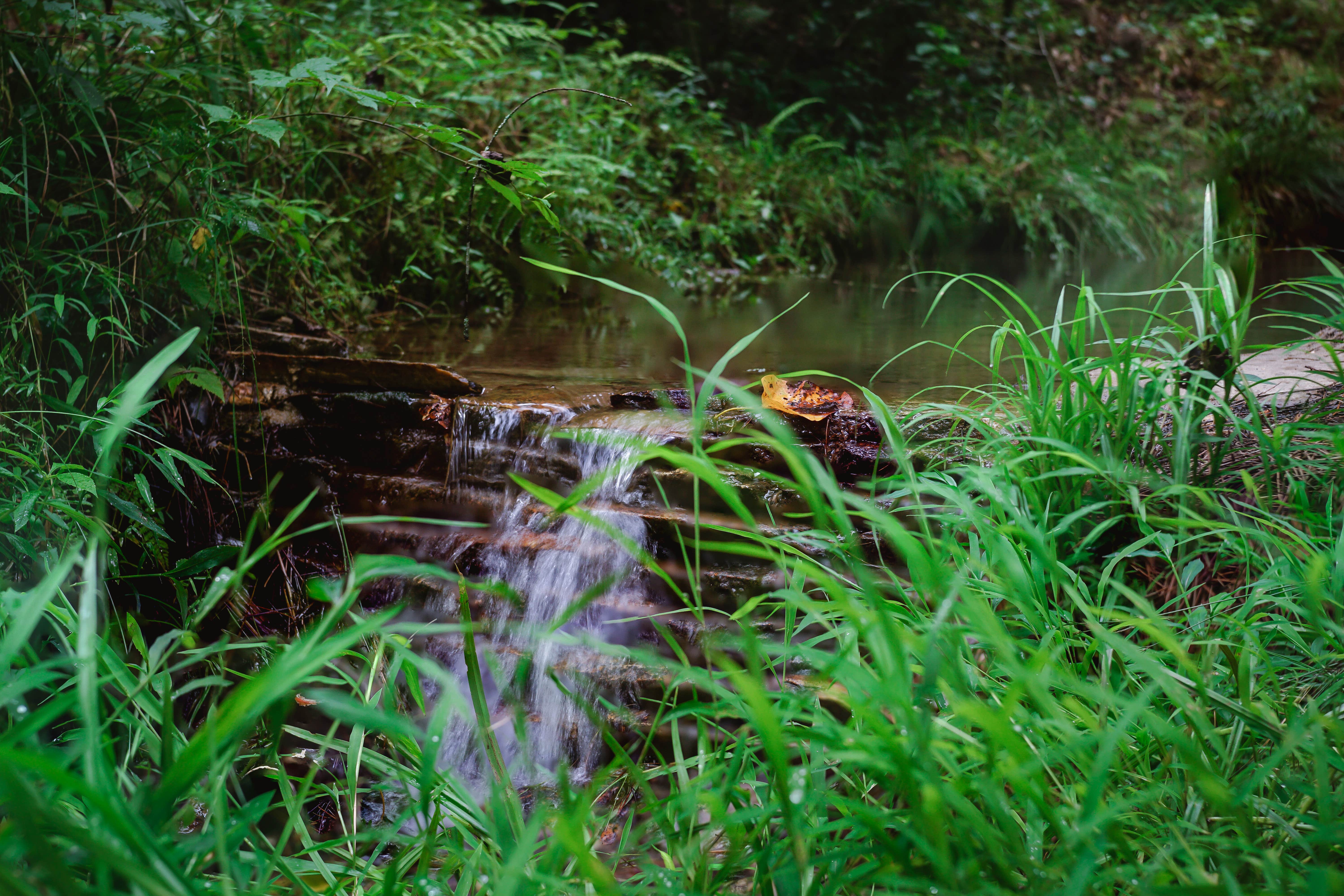 Camper submitted image from Your Toccoa River Cove - 1