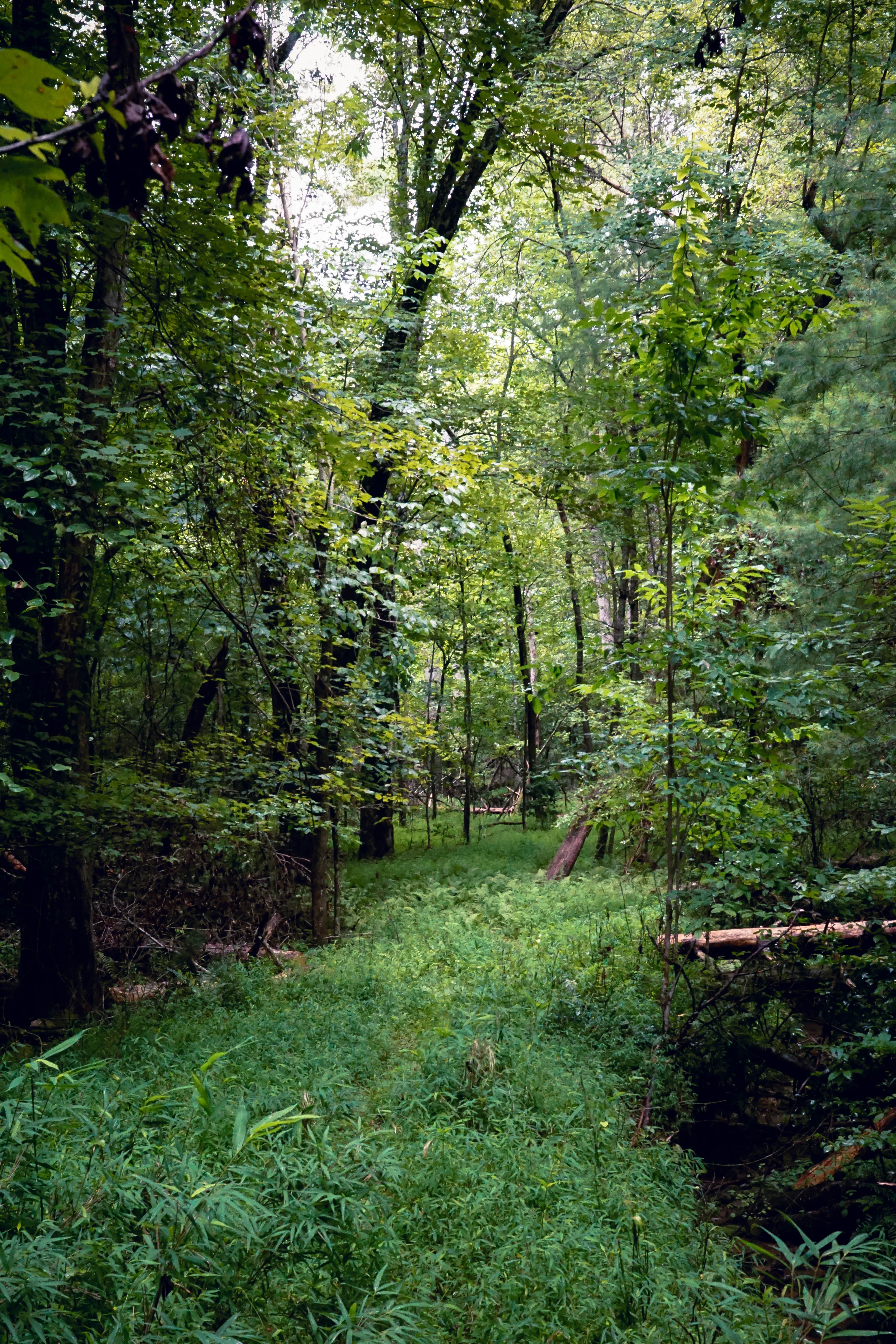 Camper submitted image from Your Toccoa River Cove - 3