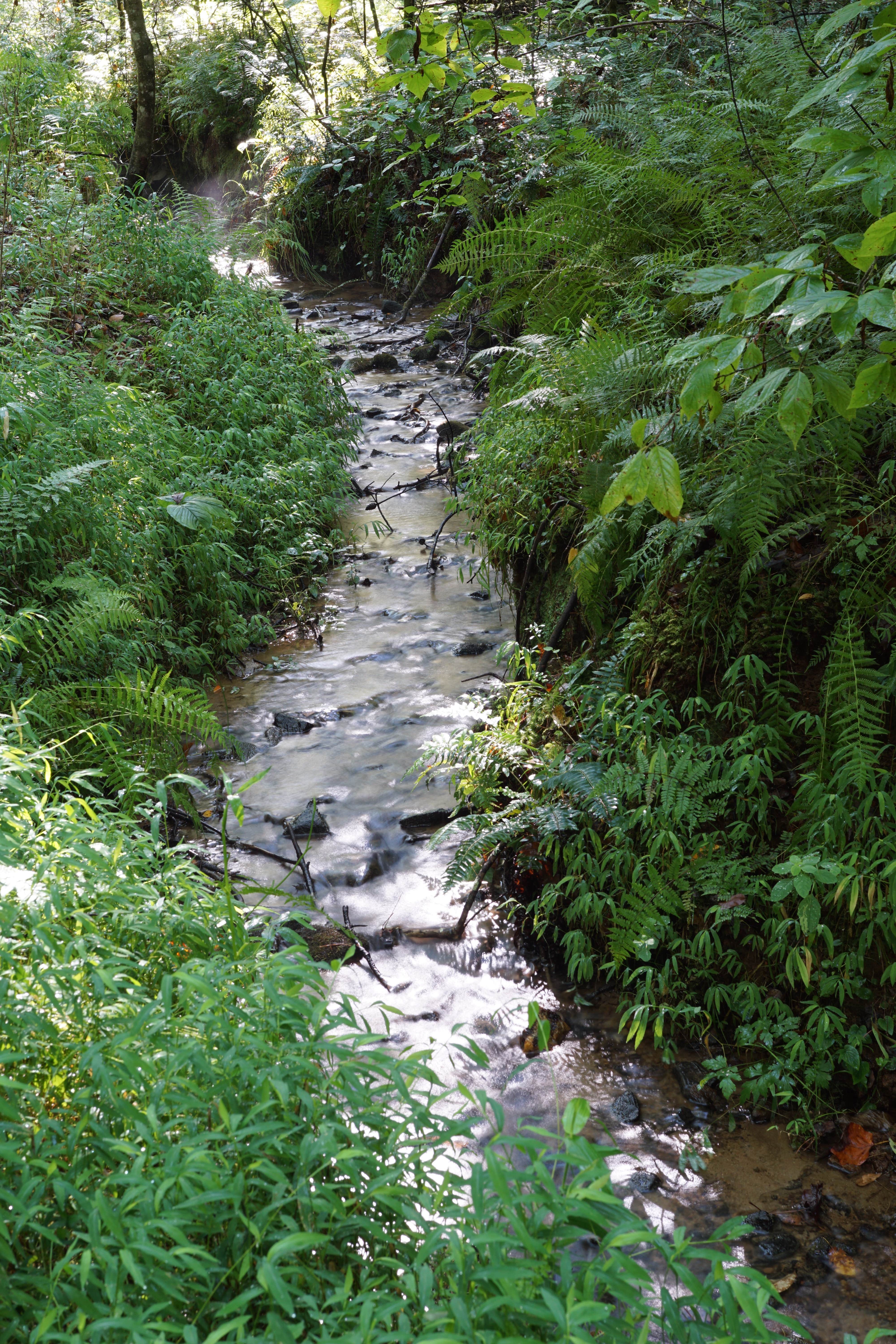 Camper-submitted photo at Your Toccoa River Cove near Farner, TN