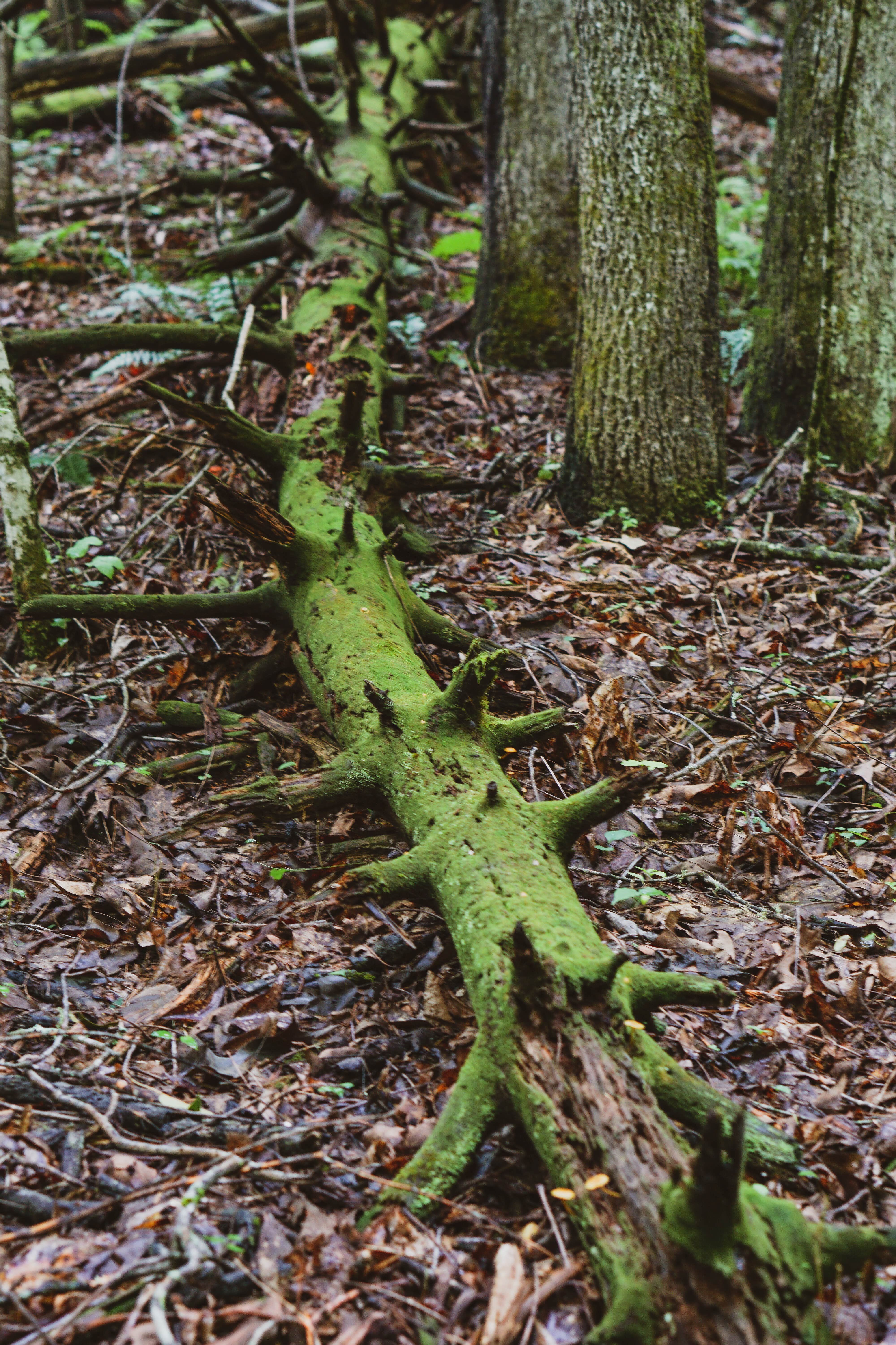 Camper-submitted photo at Your Toccoa River Cove near Farner, TN