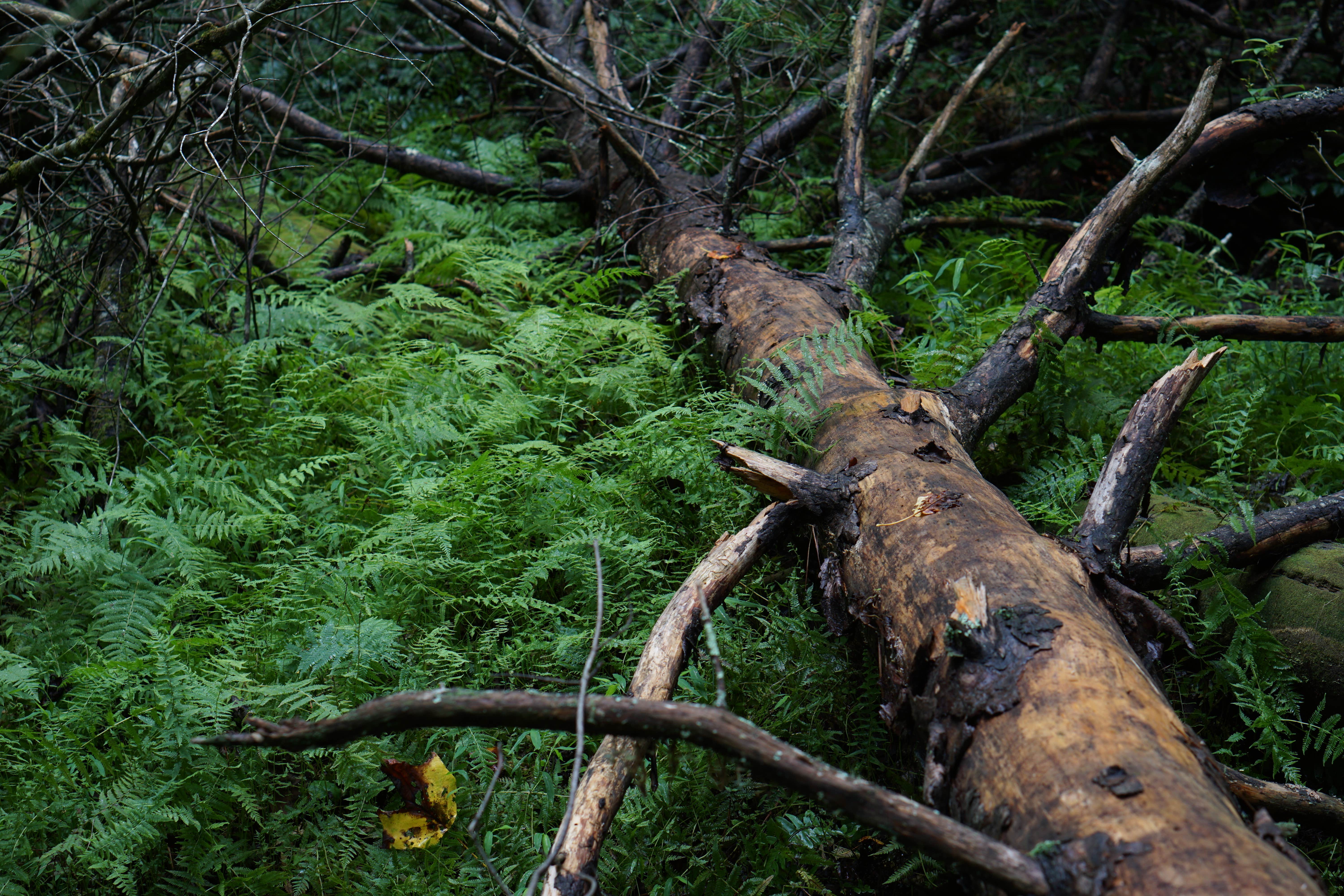 Camper-submitted photo at Your Toccoa River Cove near Epworth, GA