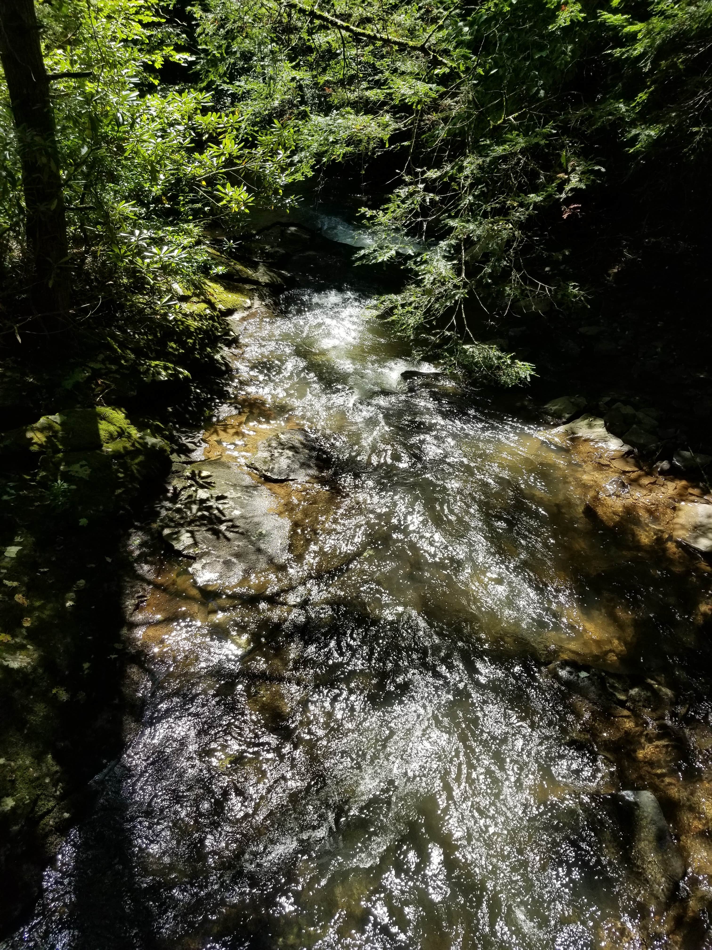 Camper-submitted photo at Cranberry Campground near Richwood, WV