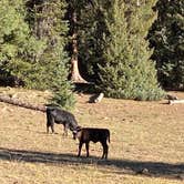 Review photo of LeBaron Reservoir Campground by Brittney  C., September 7, 2020