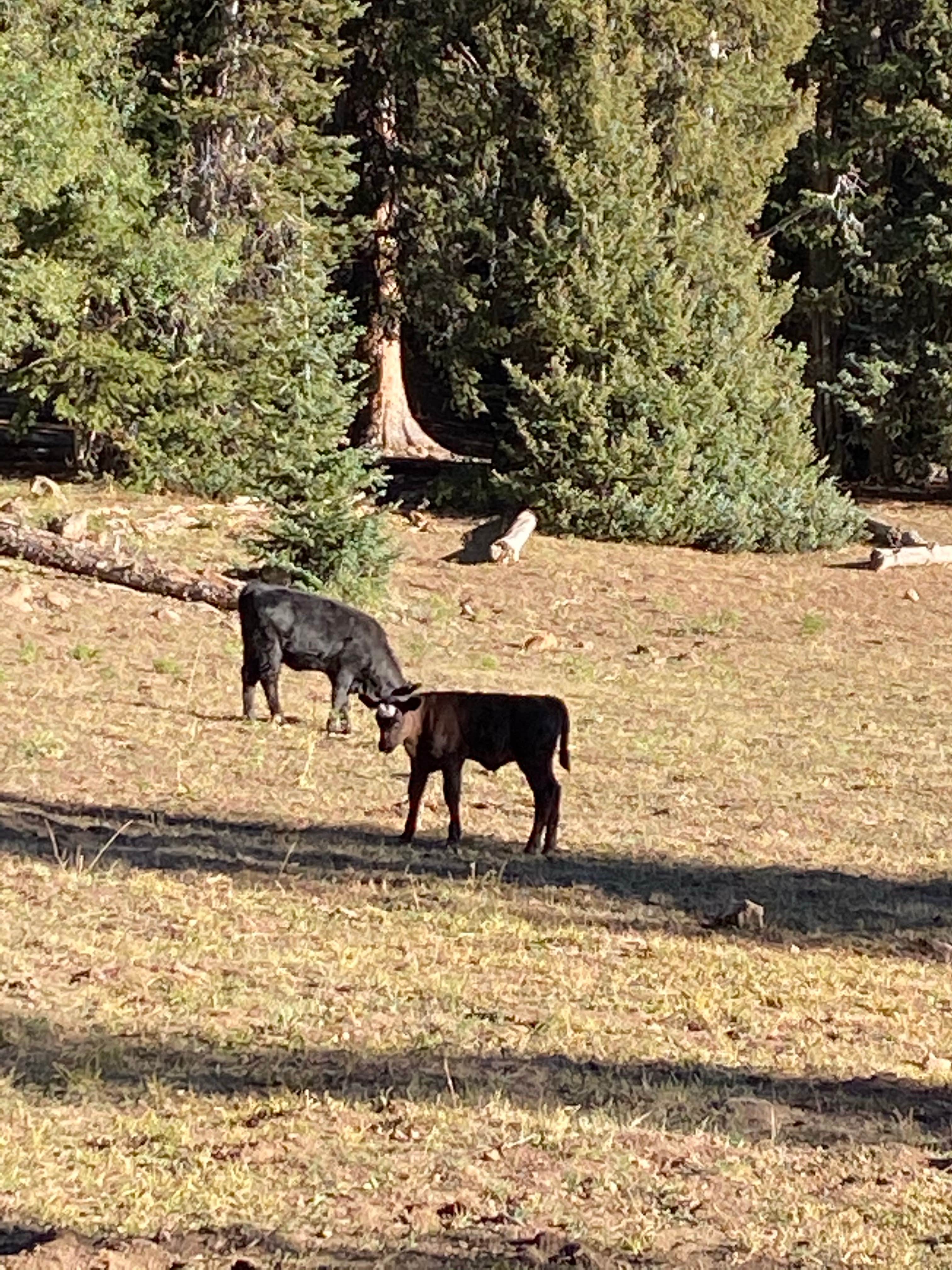 Camper submitted image from LeBaron Reservoir Campground - 5