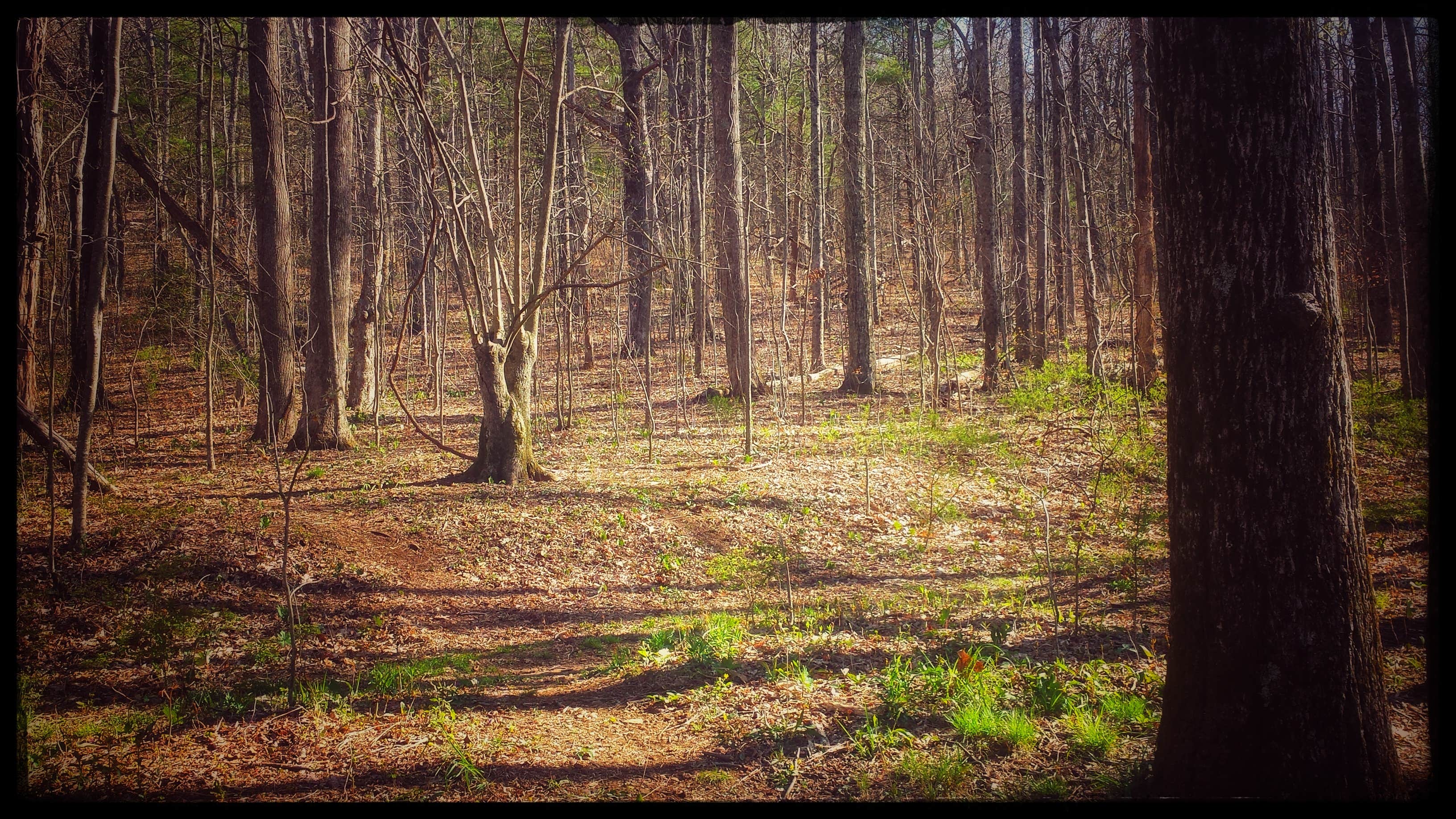 Camping near Lake Winfield Scott Campground: Low Gap, Helen, Georgia
