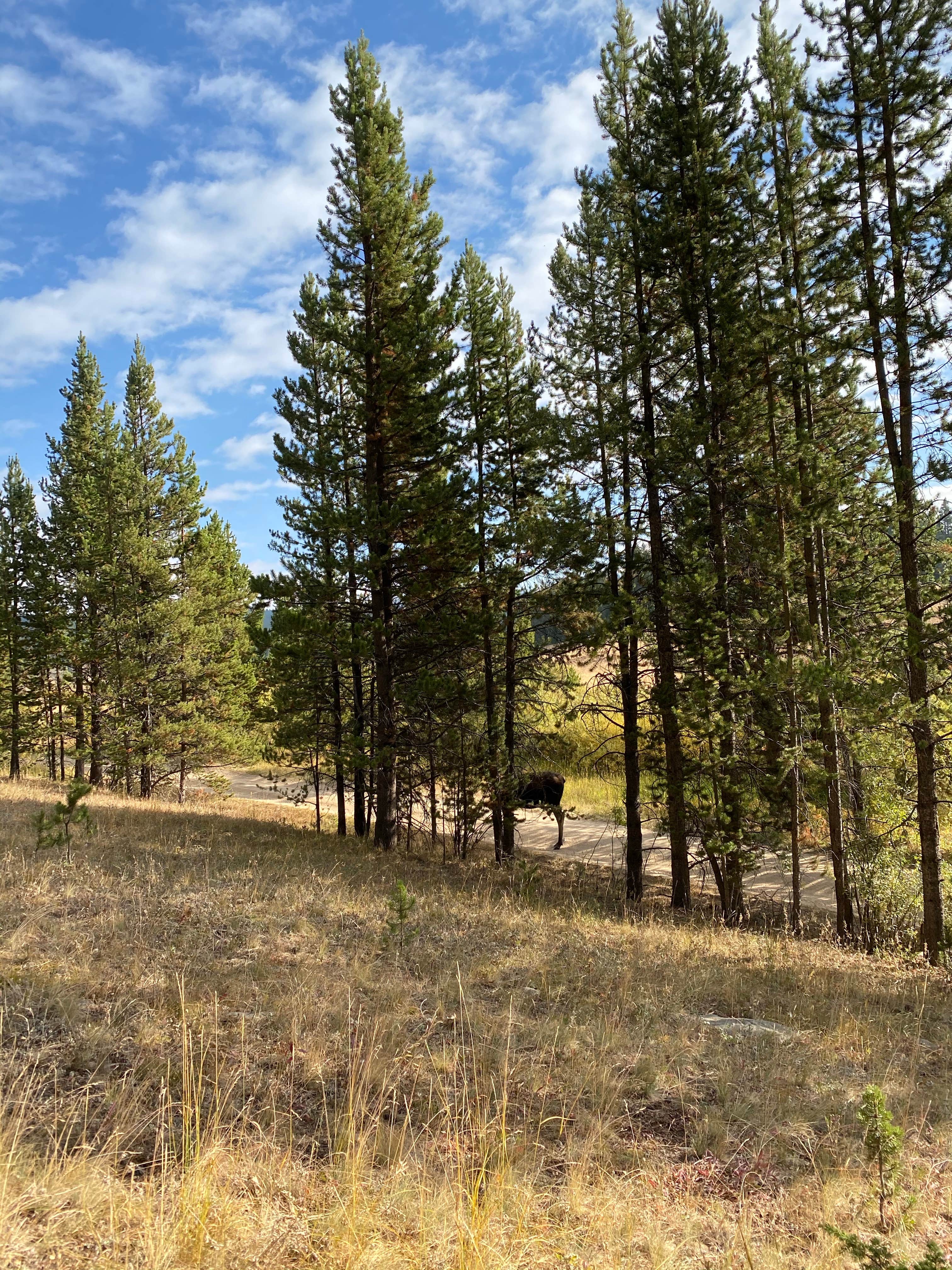 Camper submitted image from Sitting Bull Campground - 3