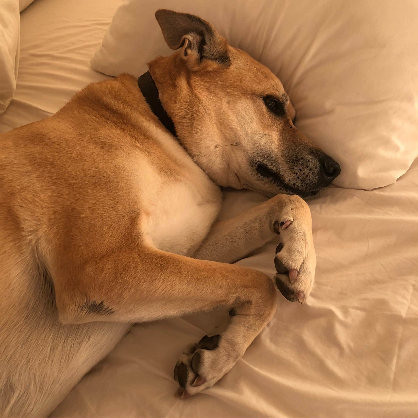 Erik S.'s photo of camping with pets at Zion Under Canvas near Zion National Park