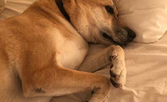 Erik S.'s photo of camping with pets at Zion Under Canvas near Zion National Park