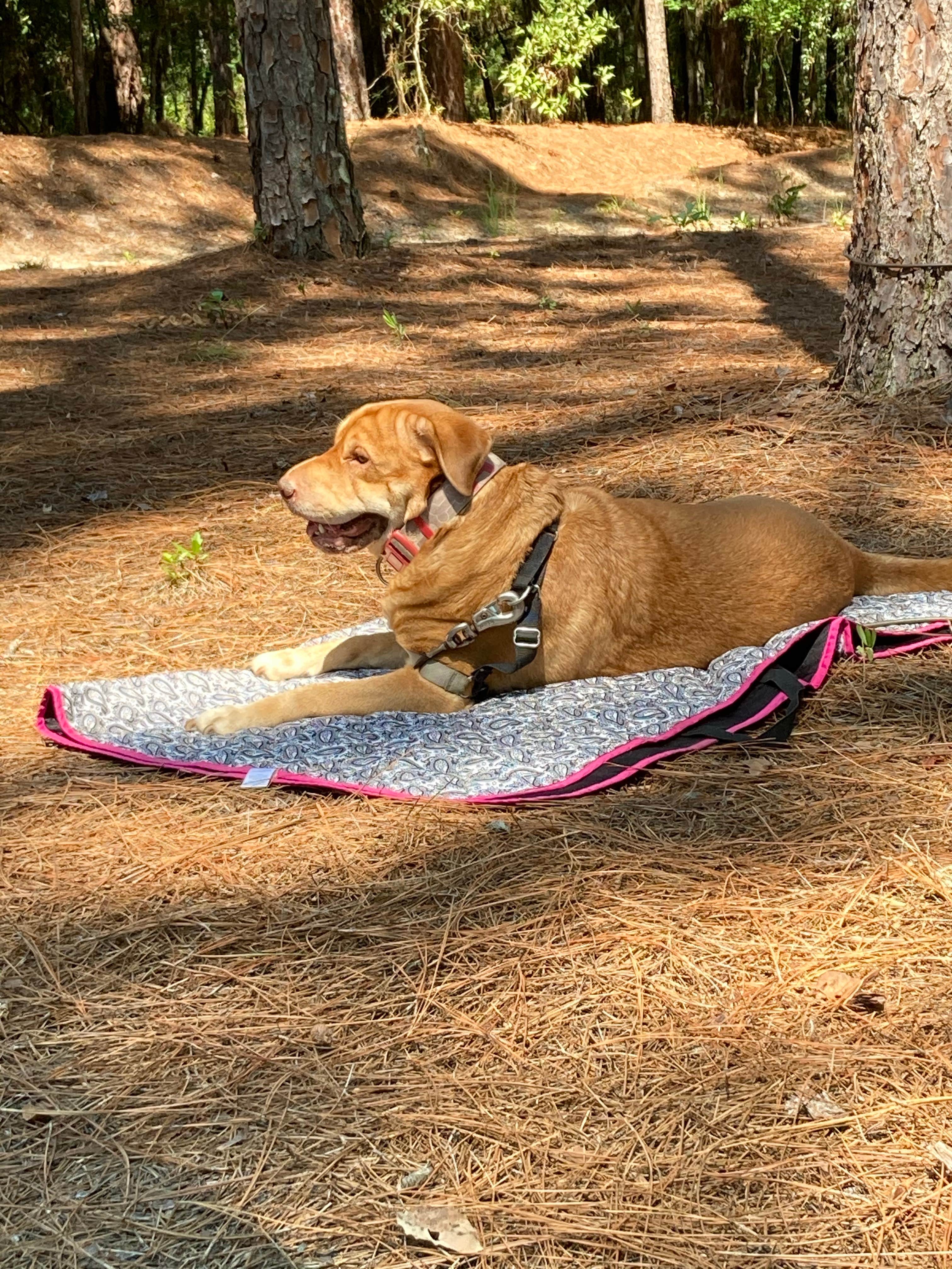 Jay B.'s photo of camping with pets at Aiken State Park Campground near Aiken, SC