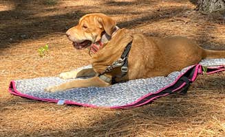 Jay B.'s photo of camping with pets at Aiken State Park Campground near St. Matthews, SC