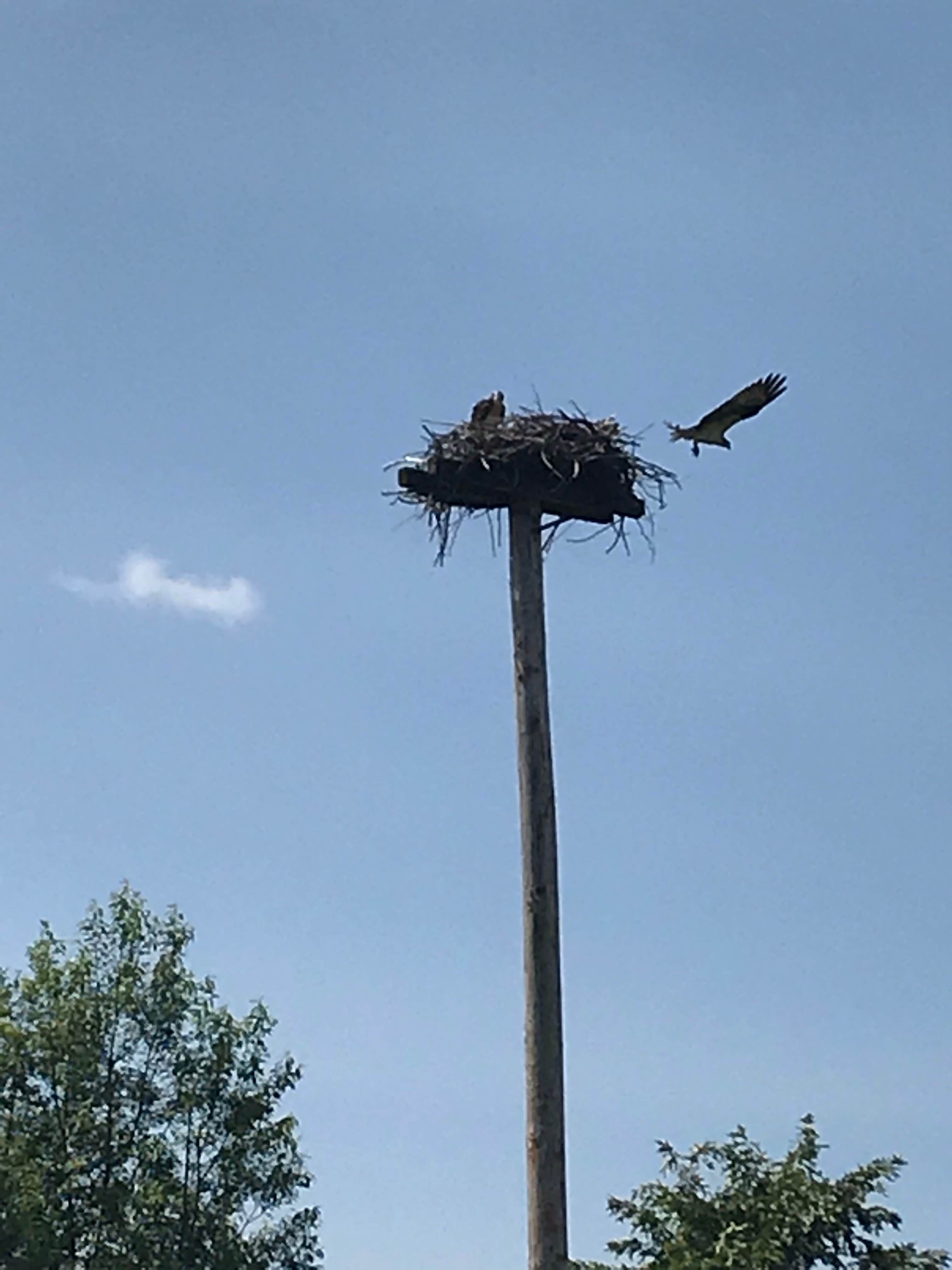 Fort Belvoir Travel and RV Camp Camping The Dyrt