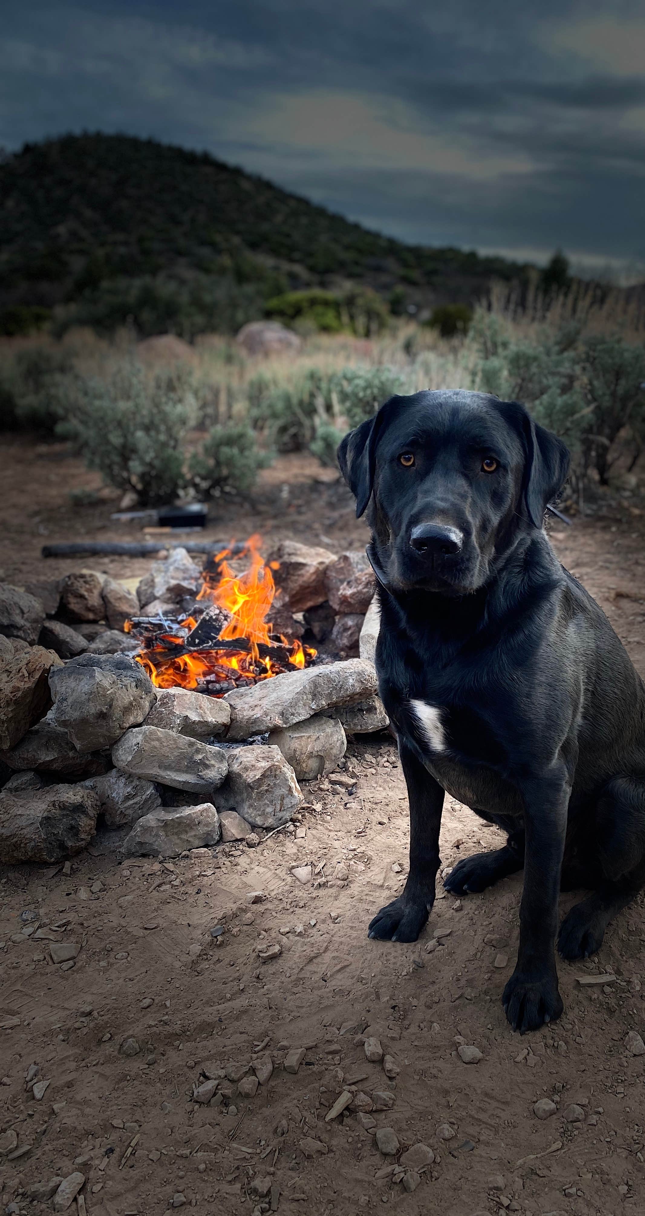 Brittney  C.'s photo of camping with pets at Lovell Canyon Dispersed Camping (Spring Mountain) near Tecopa, CA