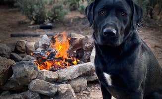 Brittney  C.'s photo of camping with pets at Lovell Canyon Dispersed Camping (Spring Mountain) near Mount Charleston, NV