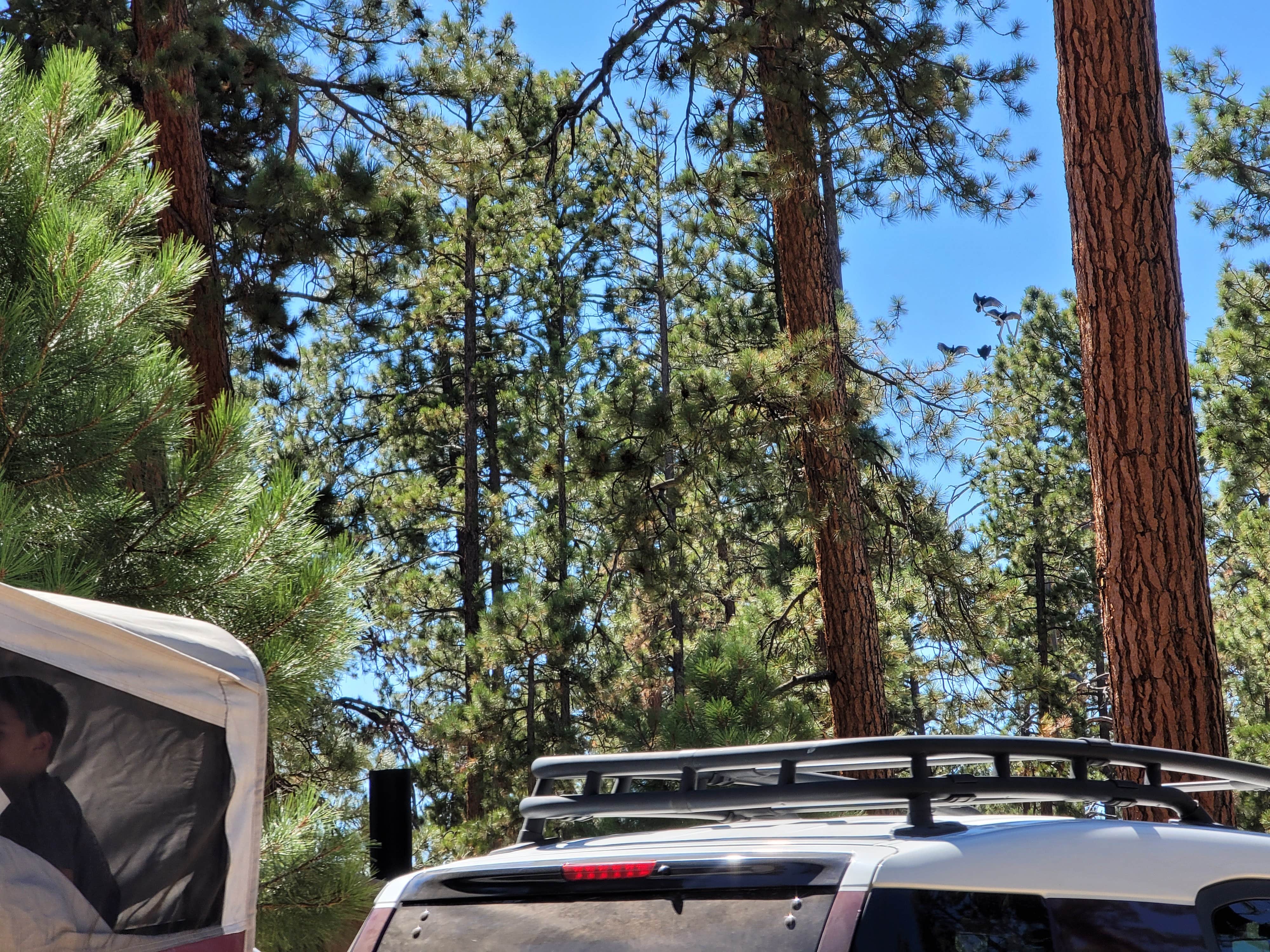 Benjamin W.'s photo of rv camping at Jacob Lake Campground - Kaibab National Forest near Supai, AZ